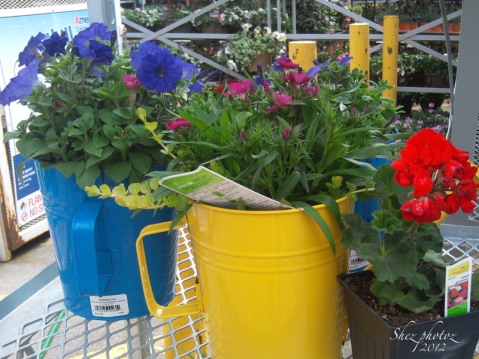 Primary colors Red, Blue and Yellow Watering cans filled with bright flowers