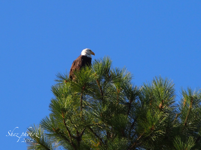 Bald Eagle Perched in the top of a large pine tree.