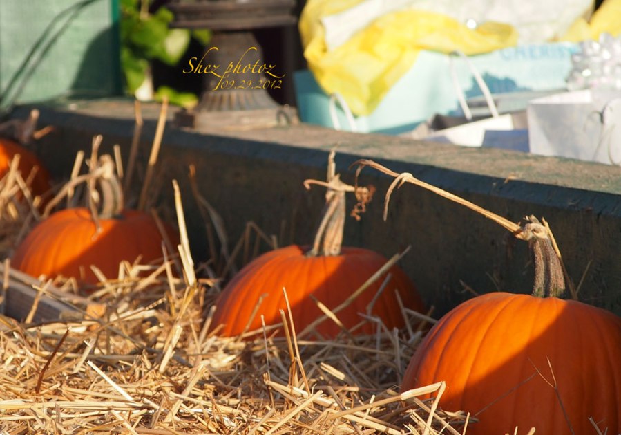 Shiny orange pumpkins, hay, concrete and wrapped gifts.