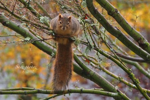 The acrobatic squirrel watches the apple carrying squirrel and resumes eating maple nuts.
