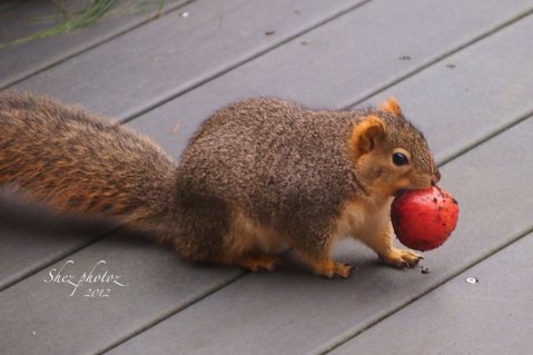 A squirrel with an apple runs across the back deck.
