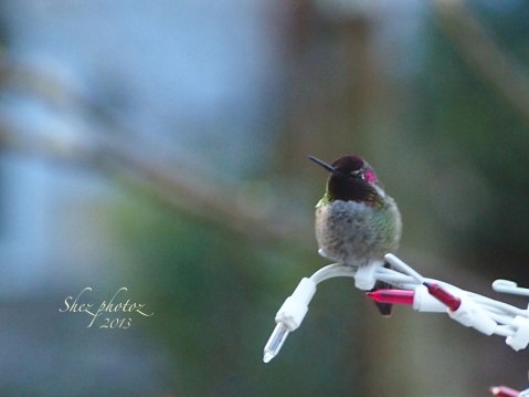 Another photo of of the hummingbird.
