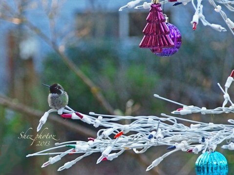 Hummingbird sits among the ornaments on a fake Christmas tree.