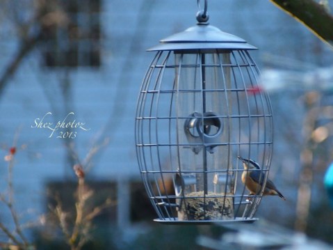 Photo of a nut hatch at the feeder.